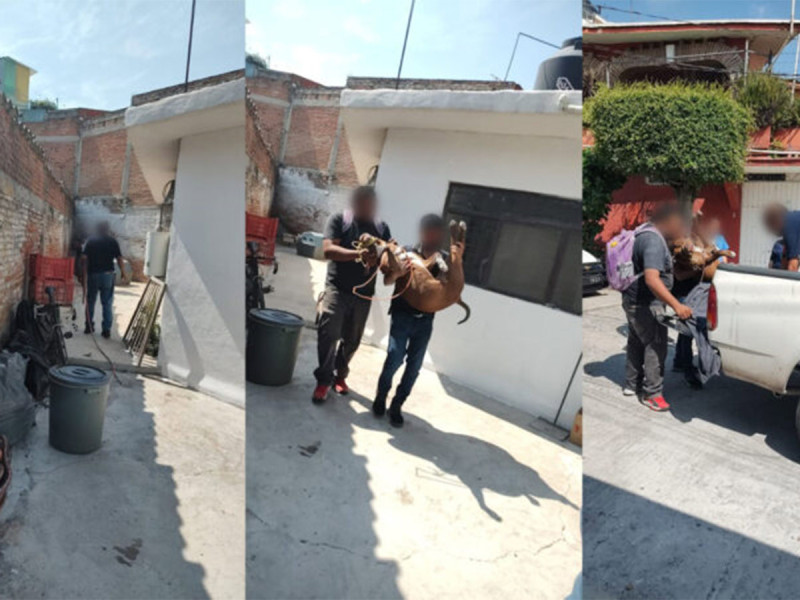 «Aseguran a perro pitbull tras ataque a niño de 5 años en Jiutepec, Morelos»