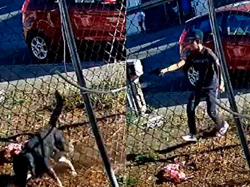 Niño de 12 años dispara a perrito en las calles de Morelia; causa indignación en redes
