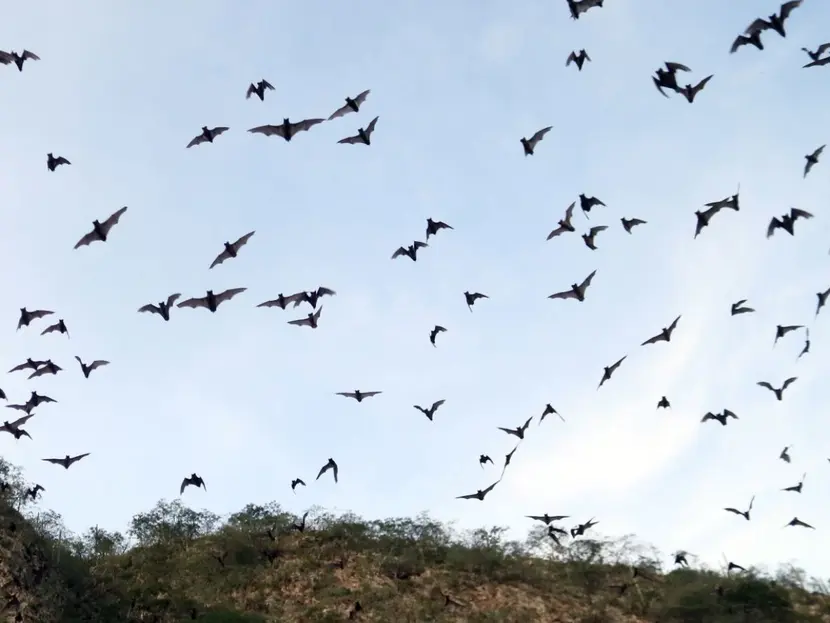 Identifican murciélagos con el virus de la rabia en Nuevo León