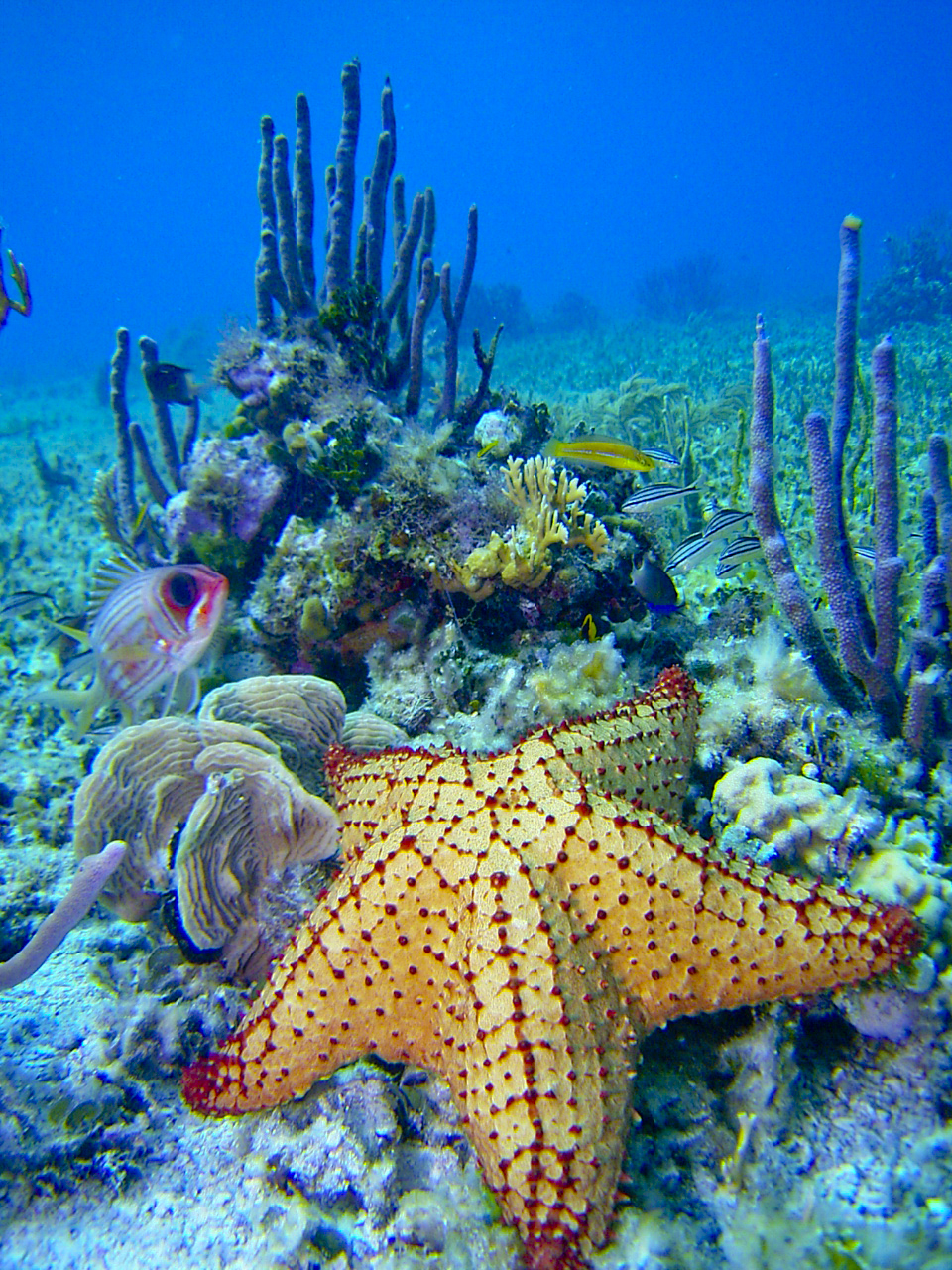 Descubre la Maravilla de Cozumel: Destinos Turísticos Imprescindibles
