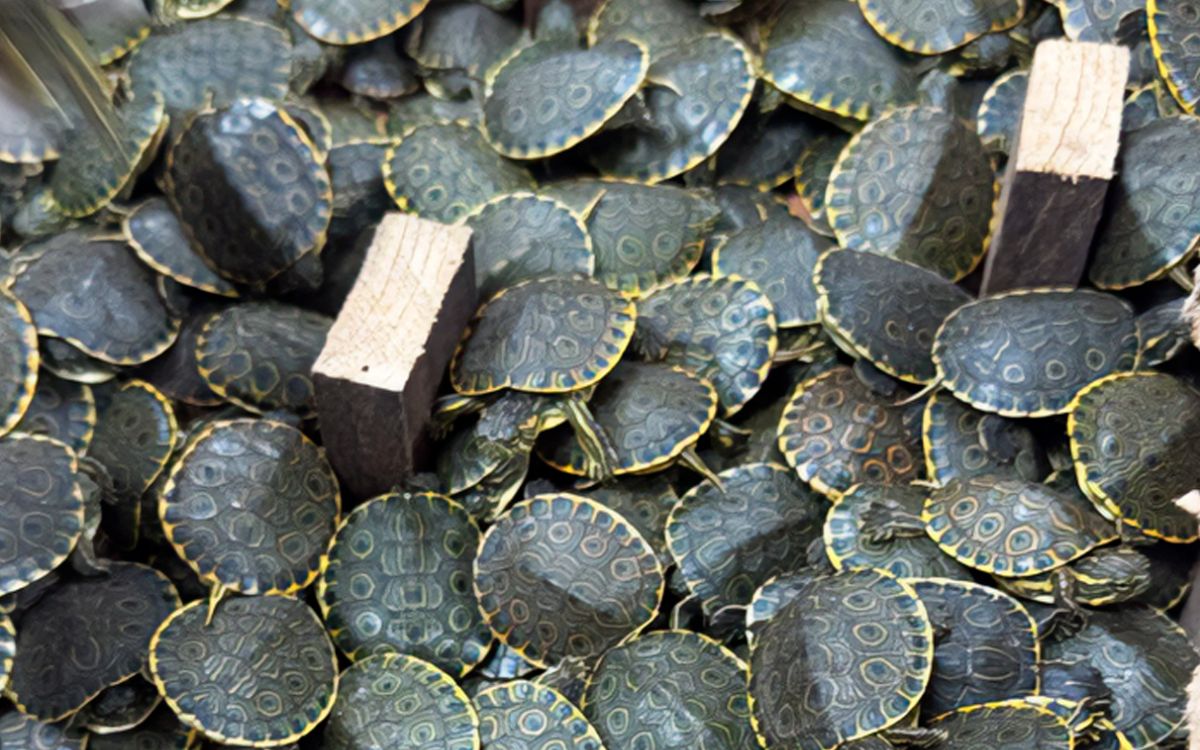 FGR detiene a hombre por tráfico ilegal de más de 3 mil tortugas en Chiapas