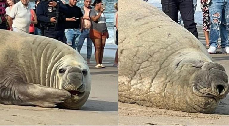 Elefante marino sorprende a turistas en la playa de Los Ayala, Compostela, Nayarit